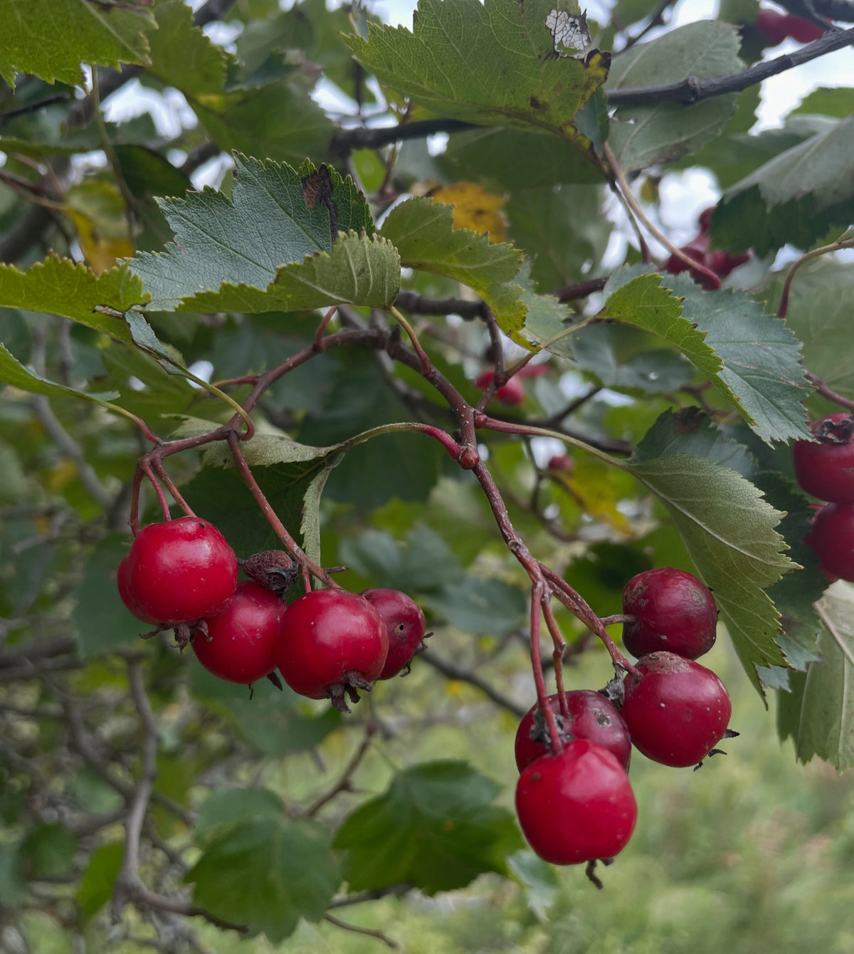 Cluster of red hawthorn fruit and leaves on a mature branch