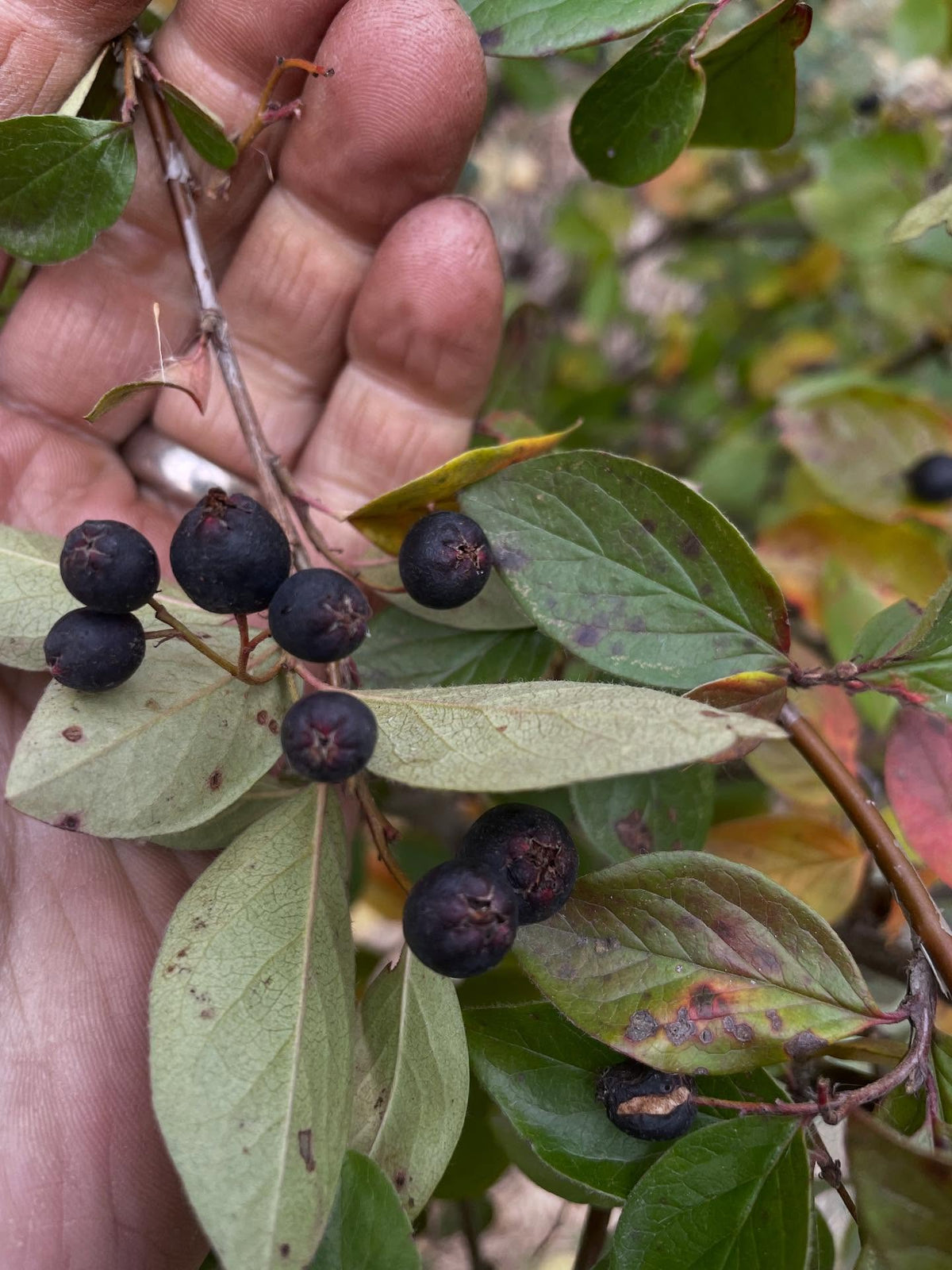 hedge cotoneaster, collected fruit today, image 2 of 3