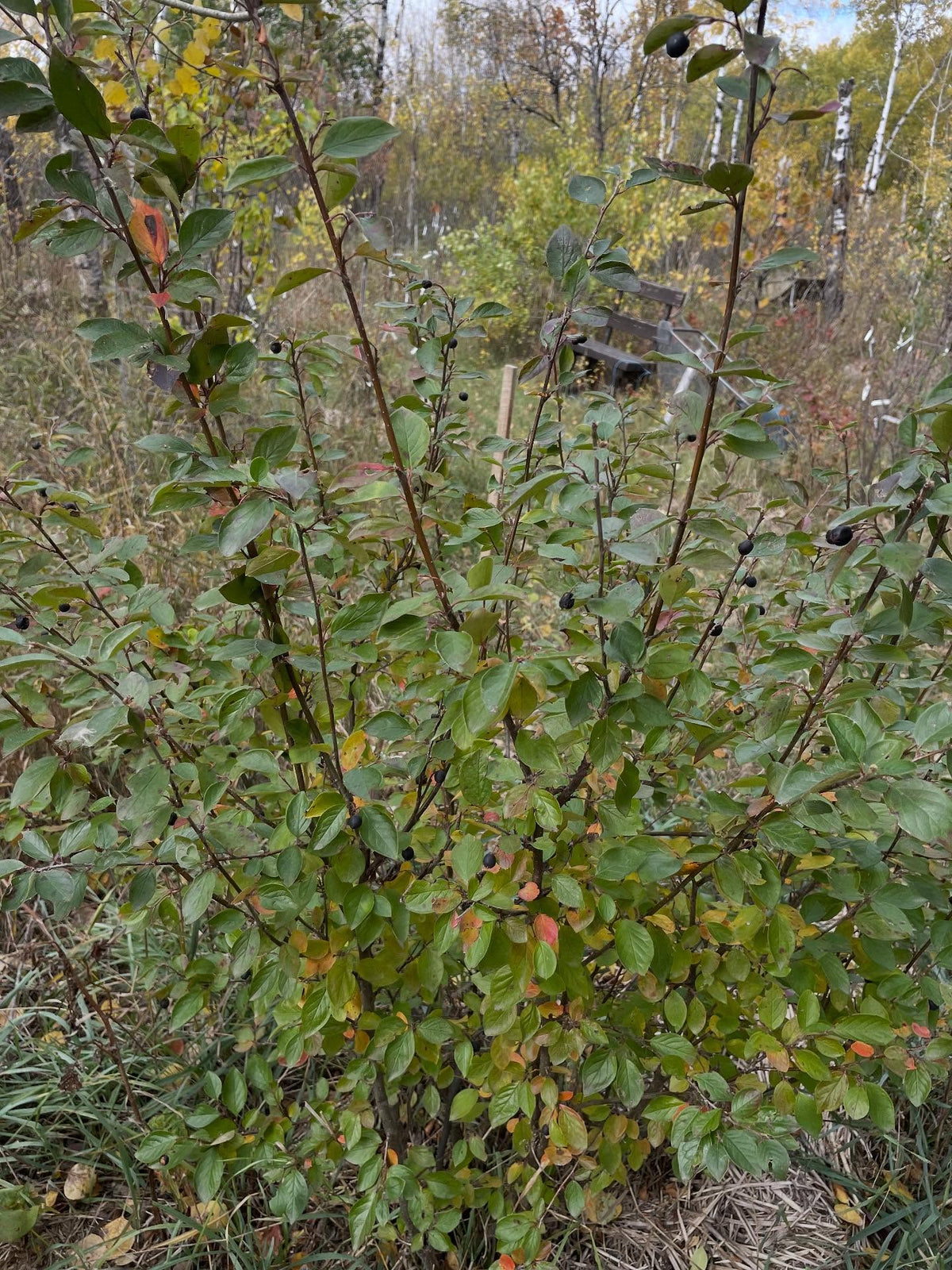 hedge cotoneaster, collected fruit today, image 3 of 3