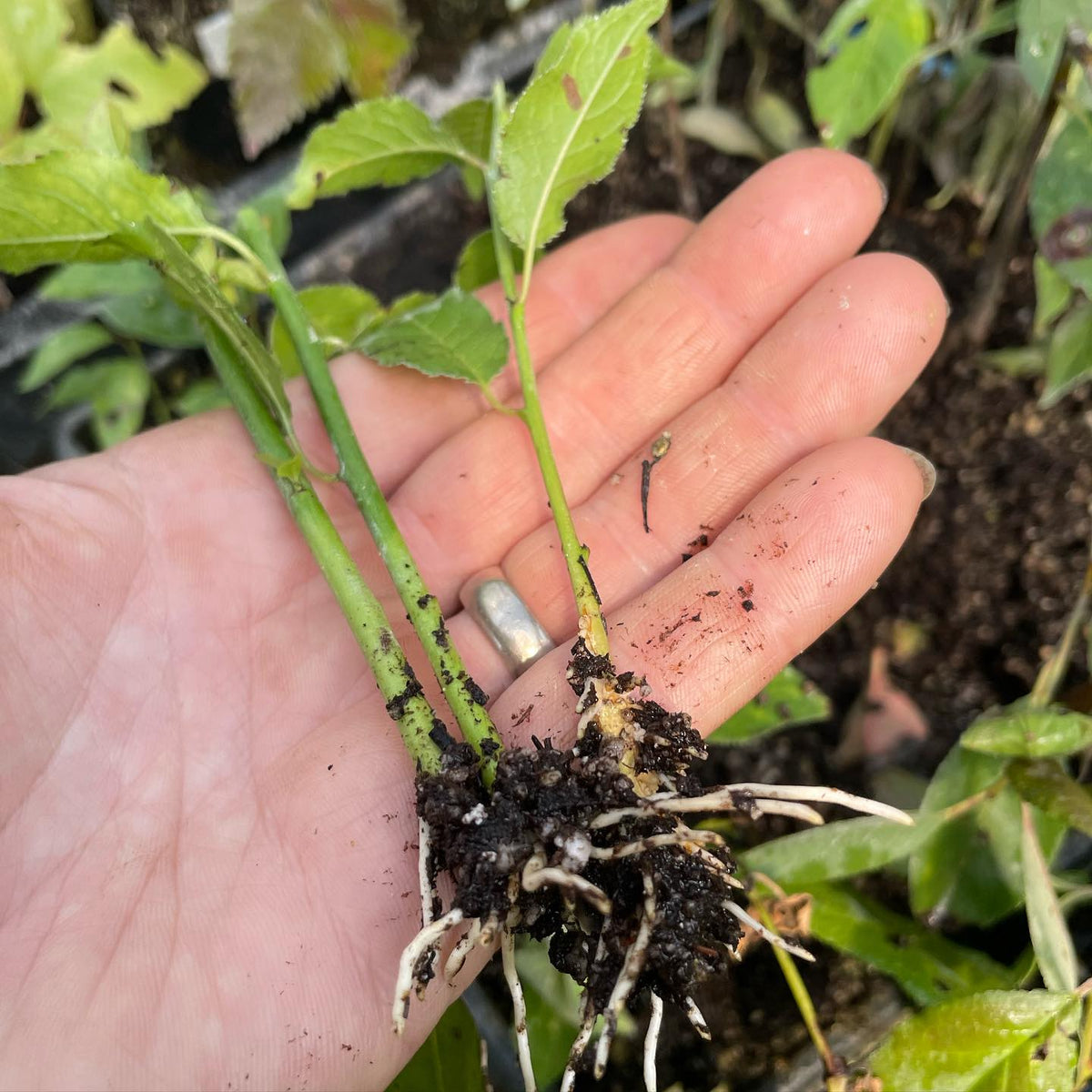 help wanted to ID this plum rootstock, cuttings from root suckers, image 1 of 4