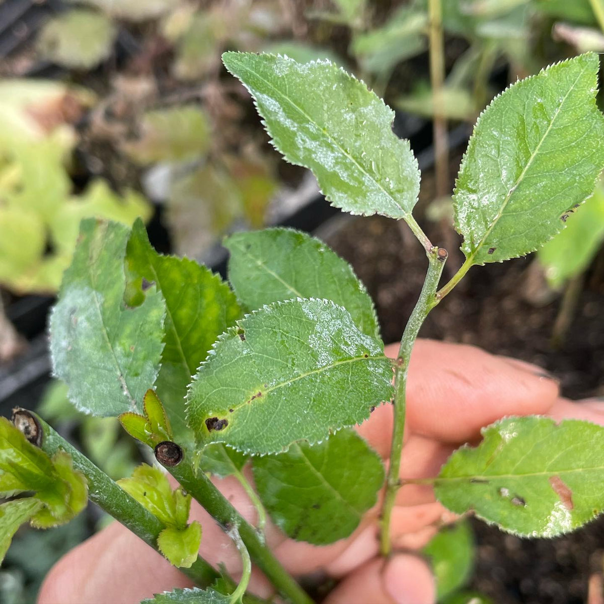 help wanted to ID this plum rootstock, cuttings from root suckers, image 2 of 4