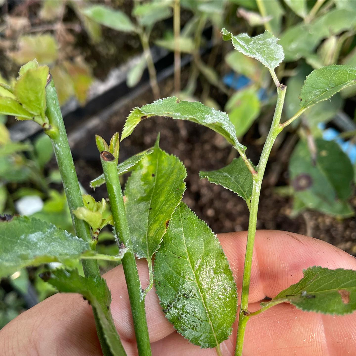 help wanted to ID this plum rootstock, cuttings from root suckers, image 3 of 4
