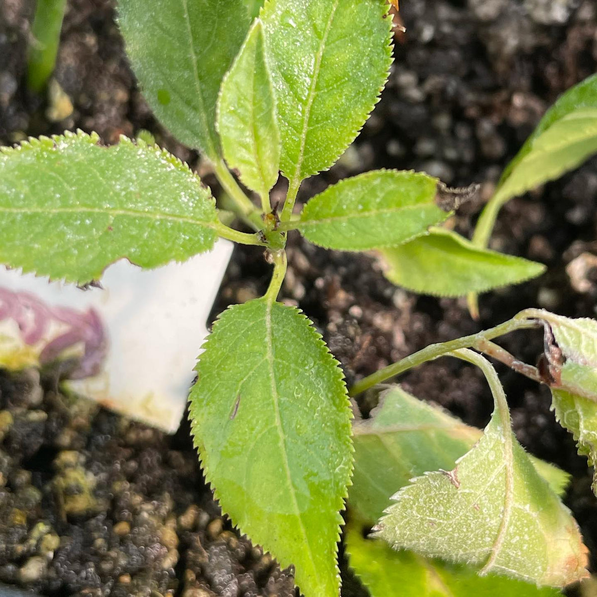 help wanted to ID this plum rootstock, cuttings from root suckers, image 4 of 4