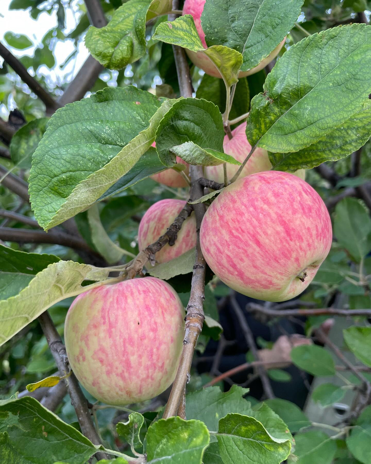 helping to pick a large goodland tree with local volunteers, we pick a dozen five gallon pails of apples for the food, image 2 of 4