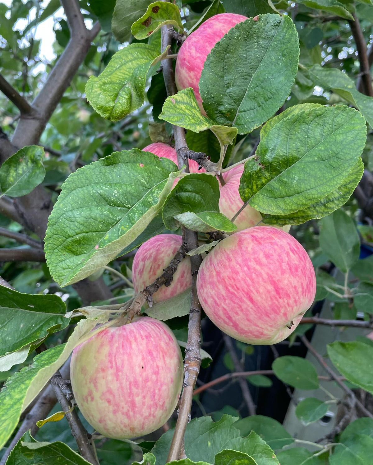helping to pick a large goodland tree with local volunteers, we pick a dozen five gallon pails of apples for the food, image 3 of 4