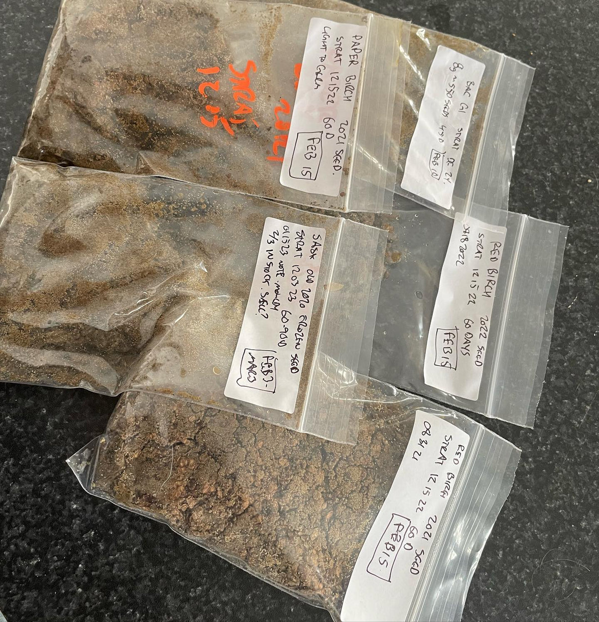 Here are some seeds that I stratified in sand this winter