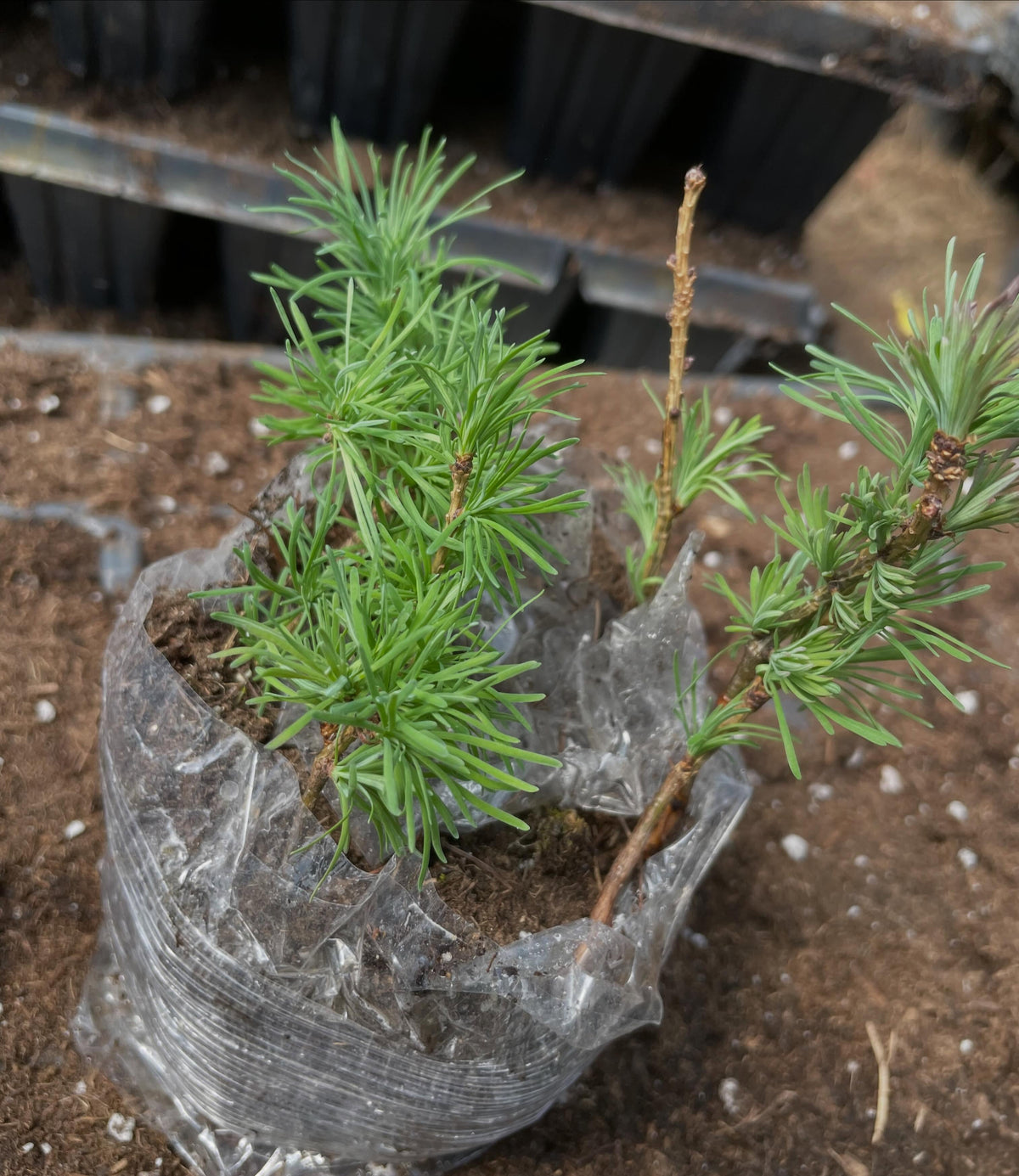 here I'm transplanting some small larch plugs into larger plugs, if you don't know larch are this conifer that have, image 1 of 2