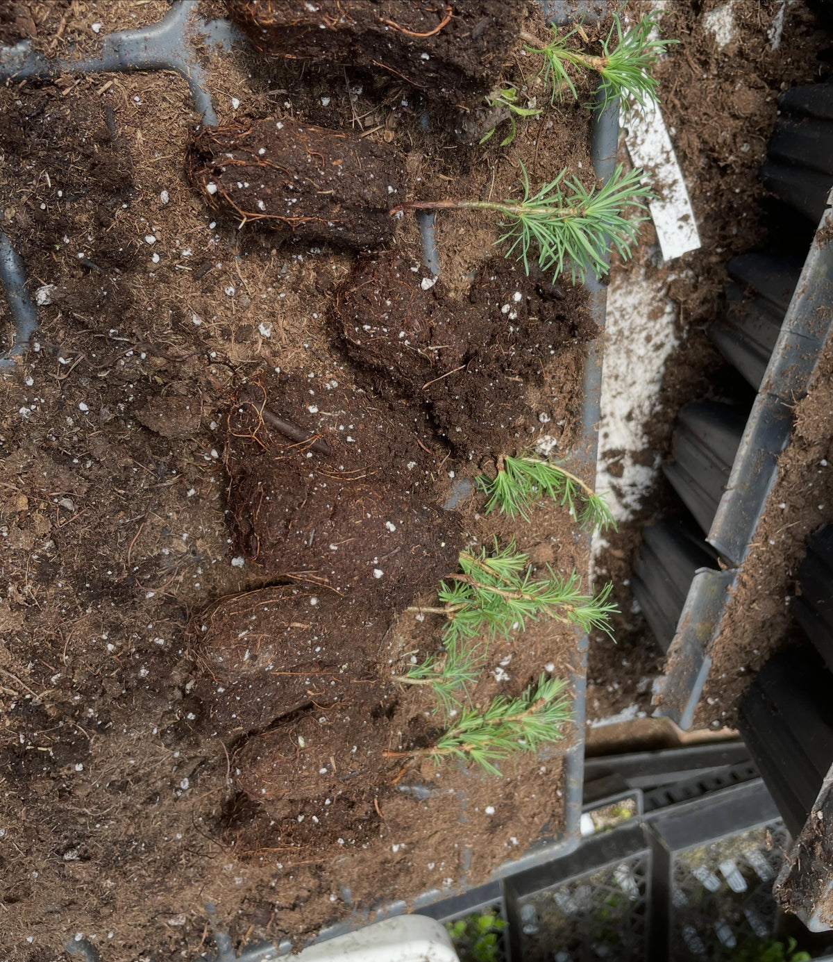 here I'm transplanting some small larch plugs into larger plugs, if you don't know larch are this conifer that have, image 2 of 2