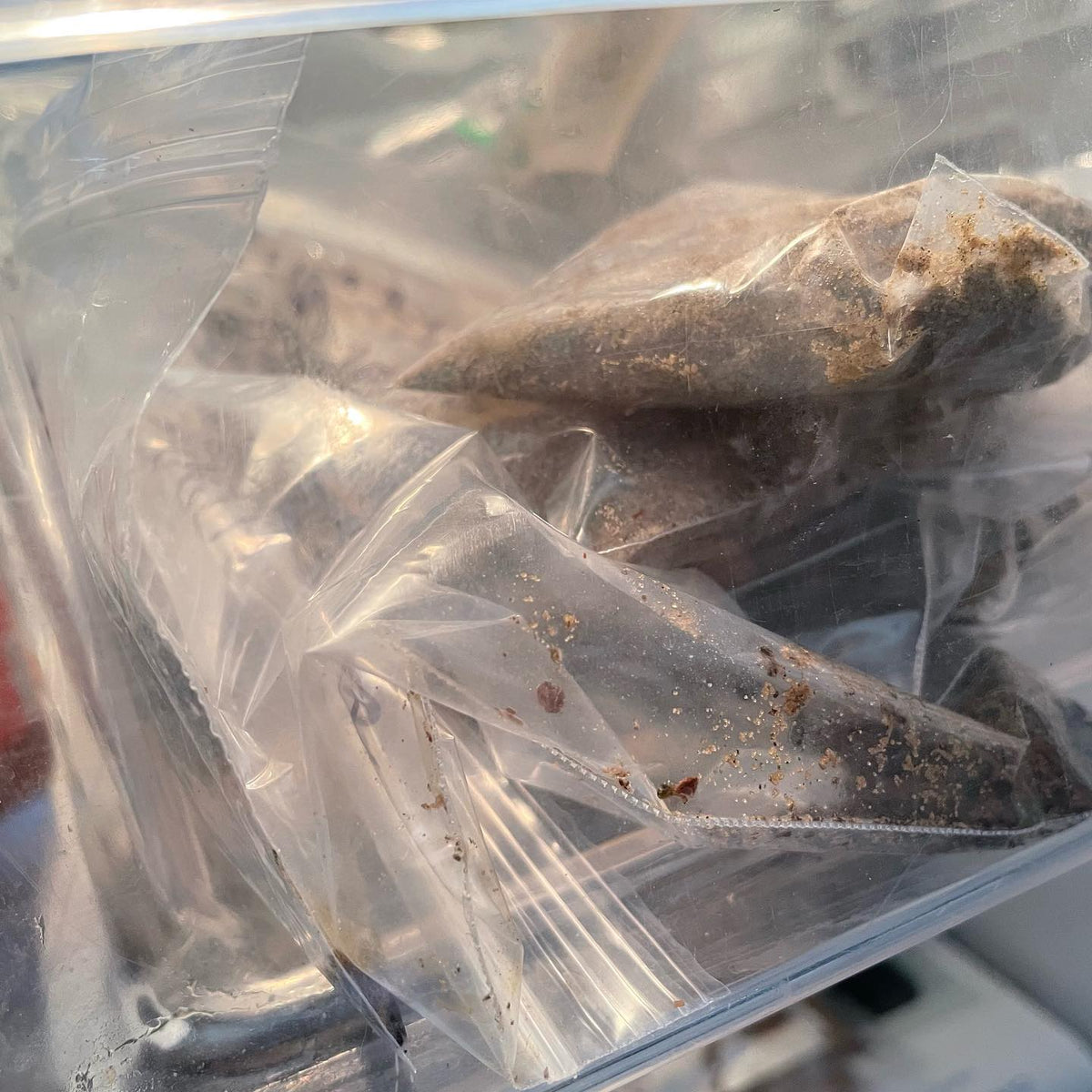 Here’s how we stratify seeds, image 2 of 2