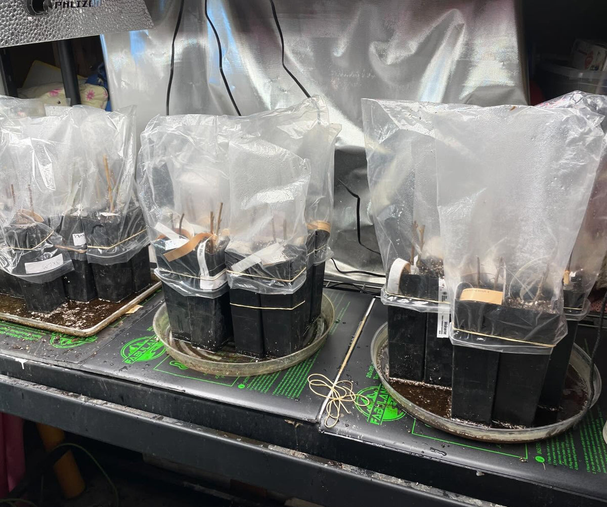 here’s my indoor setup for sprouted hardwood
