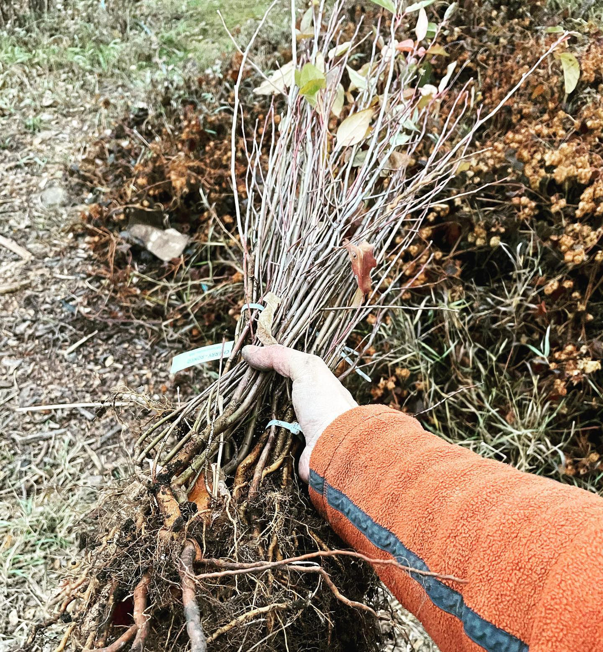 here’s our larger Siberian crab apple rootstocks for spring grafting