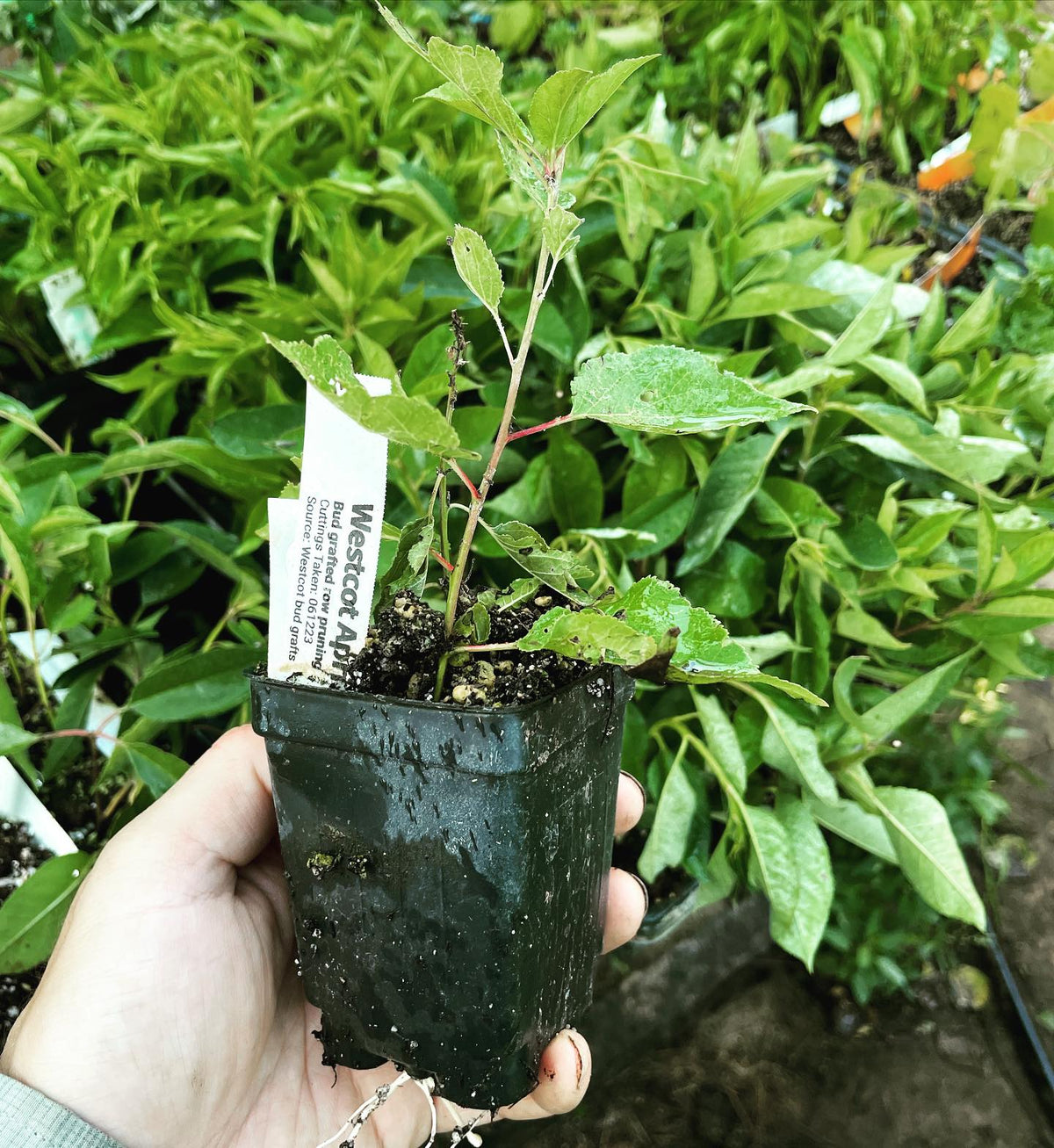 hey I got an apricot to root