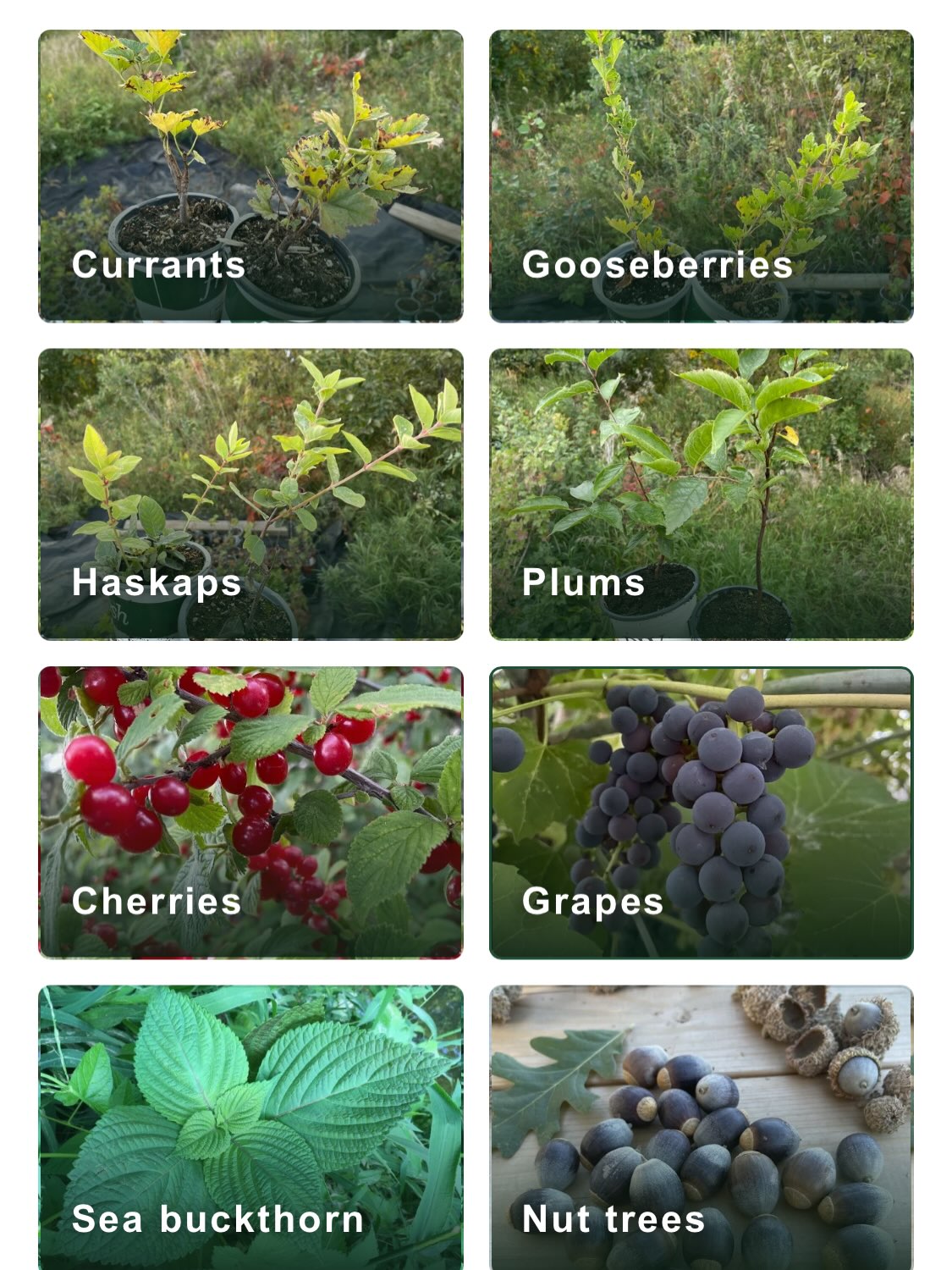 Fall sale category grid for currants, gooseberries, haskaps, plums, cherries, grapes, sea buckthorn and nut trees