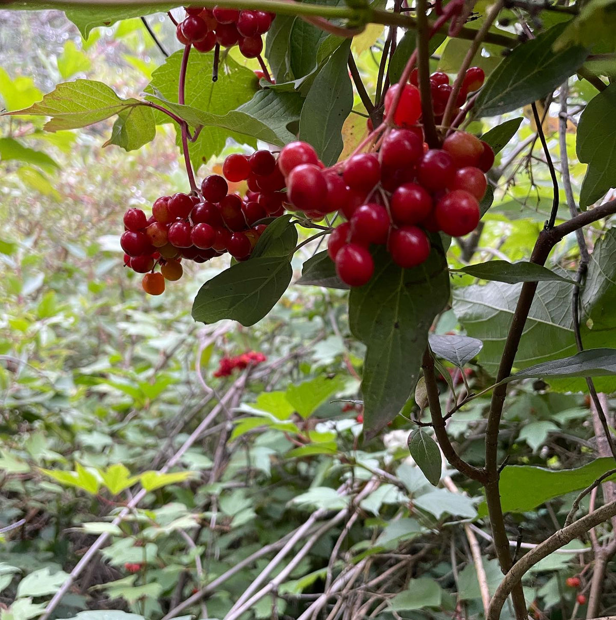highbush cranberries are ripe, image 1 of 2