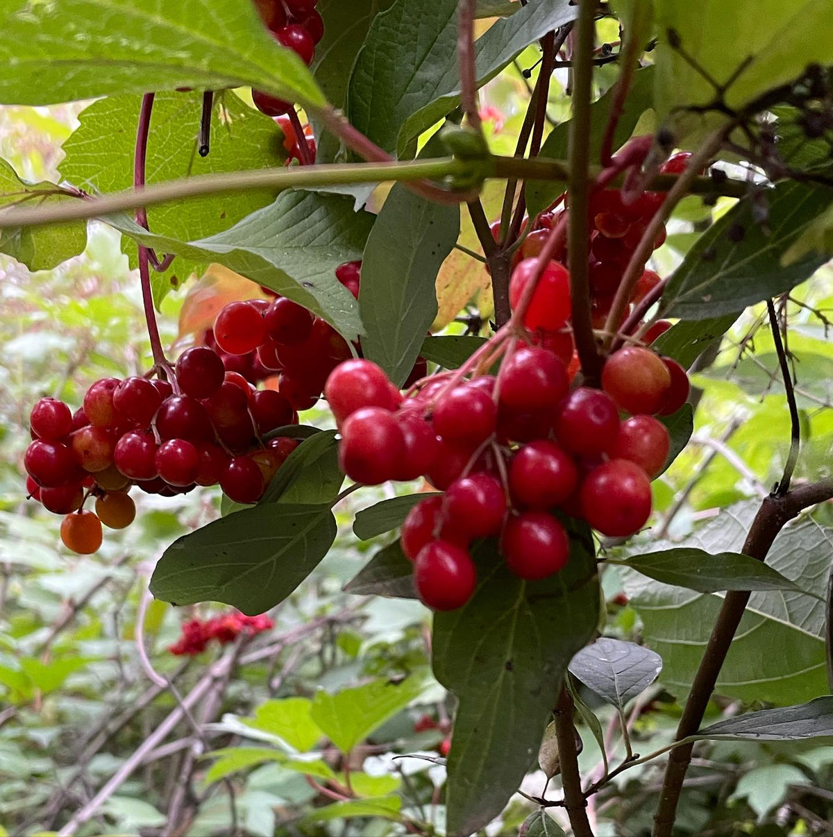 highbush cranberries are ripe, image 2 of 2