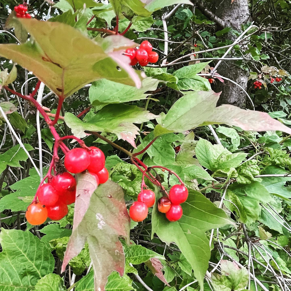 highbush cranberries require patience to grow from seed - collected a bag today but they’ll need a long warm