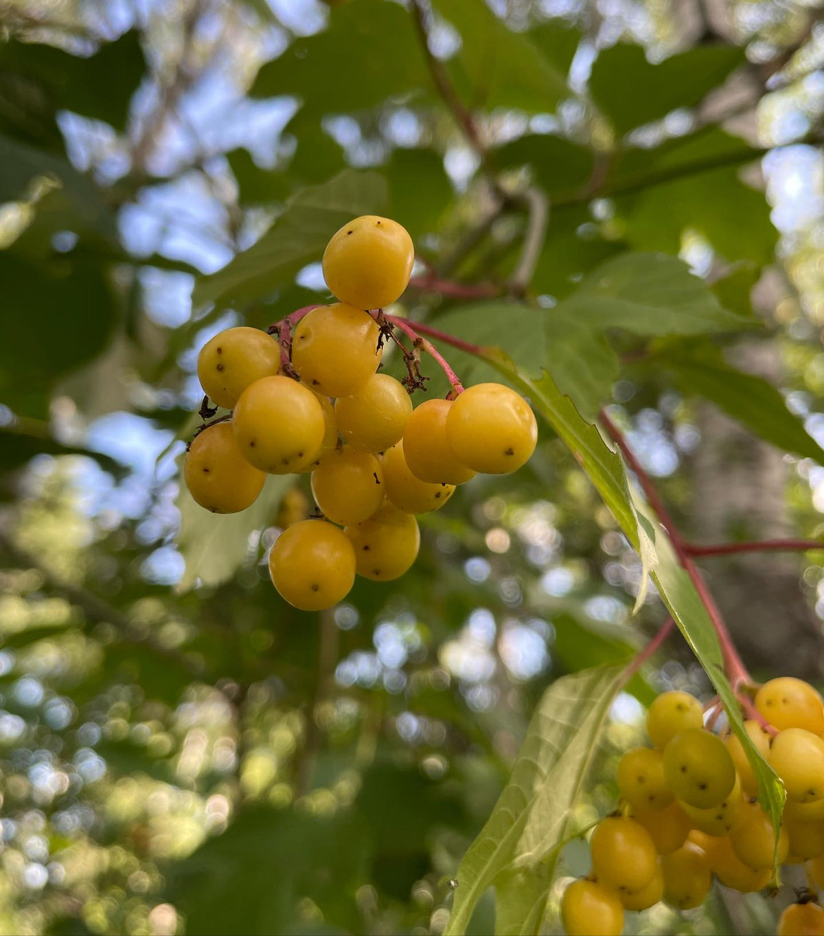 highbush cranberries starting to ripen, in a couple weeks they’ll be bright red #highbushcranberry