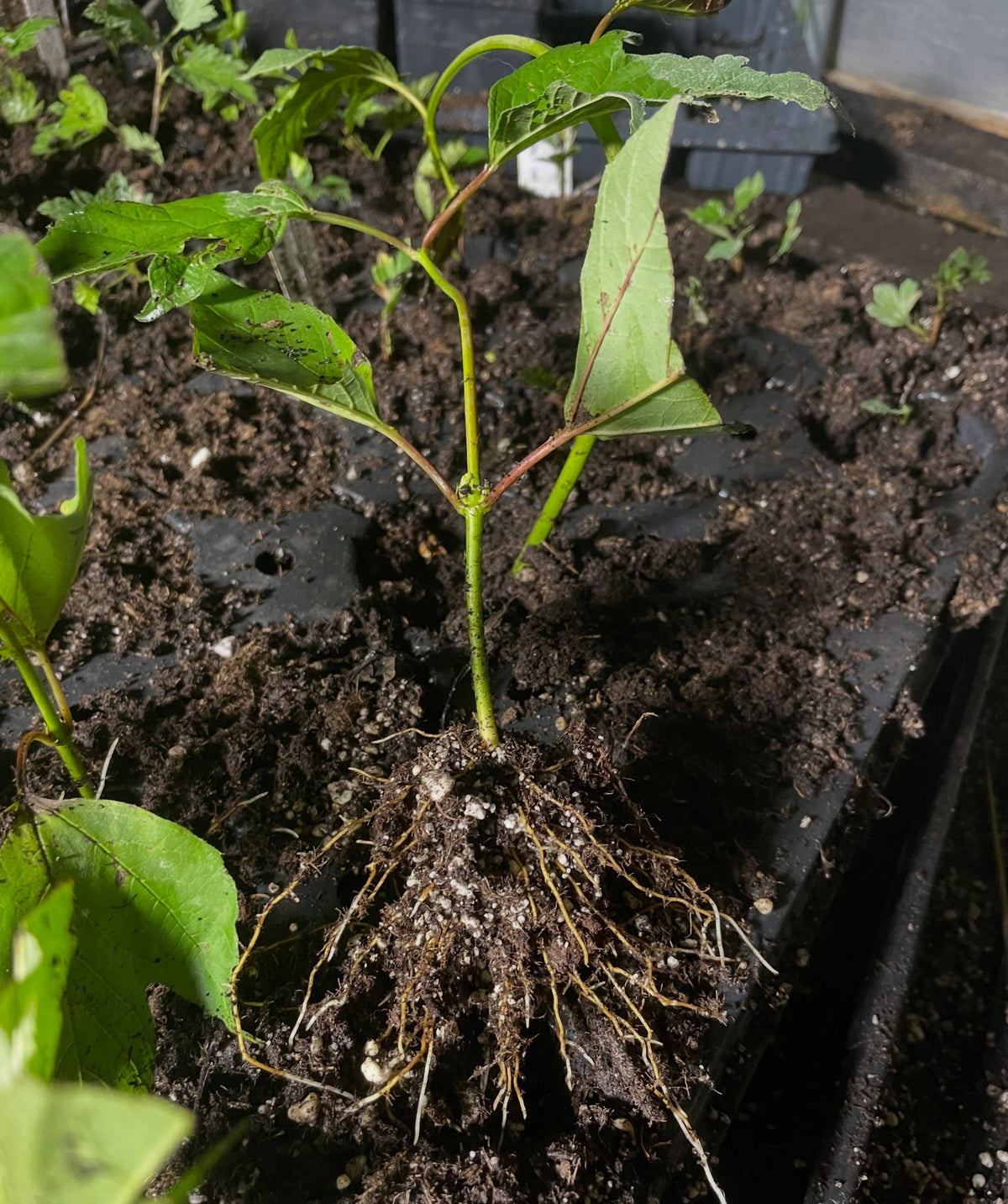 Rooting highbush cranberry cuttings