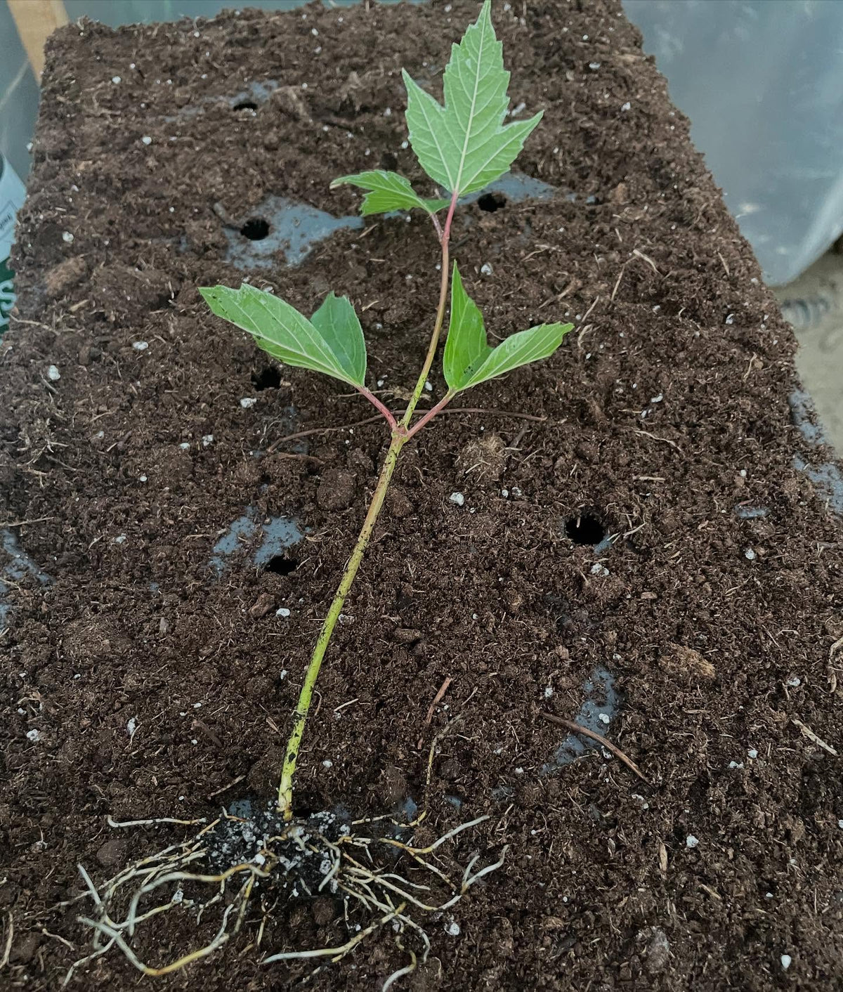 highbush cranberry can root from softwood cuttings, these ones at 35 days have some decent rooting, image 1 of 3