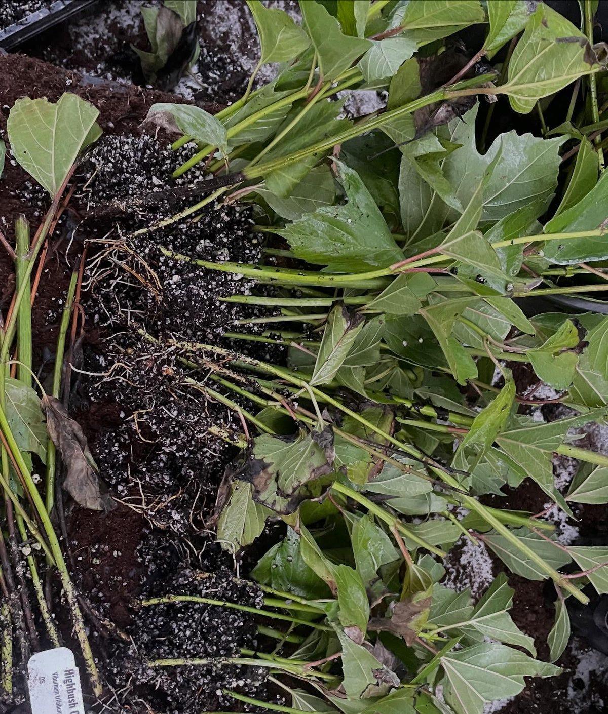 highbush cranberry can root from softwood cuttings, these ones at 35 days have some decent rooting, image 2 of 3