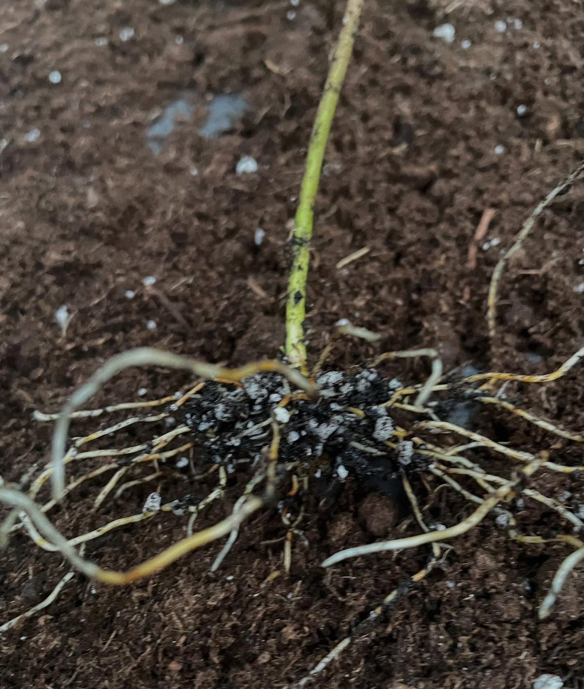 highbush cranberry can root from softwood cuttings, these ones at 35 days have some decent rooting, image 3 of 3