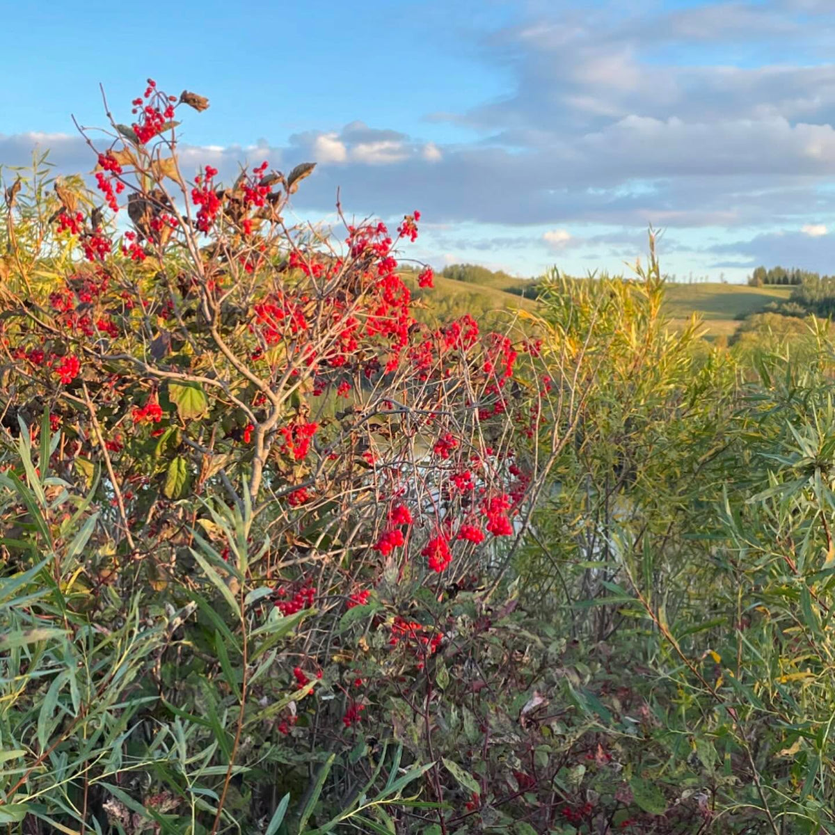 highbush cranberry, fully ripe and they will hang around for a while, image 1 of 2