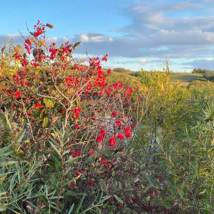 highbush cranberry, fully ripe and they will hang around for a while, image 1 of 2