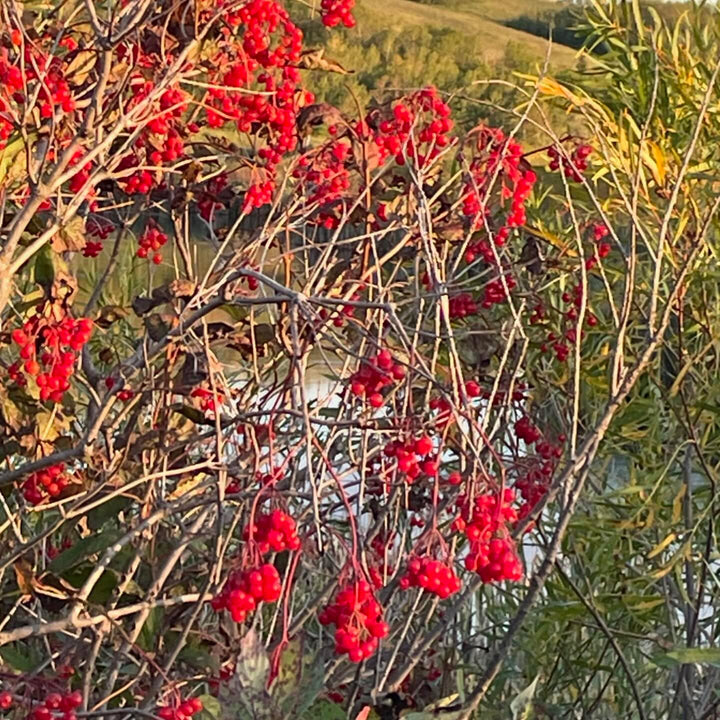 highbush cranberry, fully ripe and they will hang around for a while, image 2 of 2
