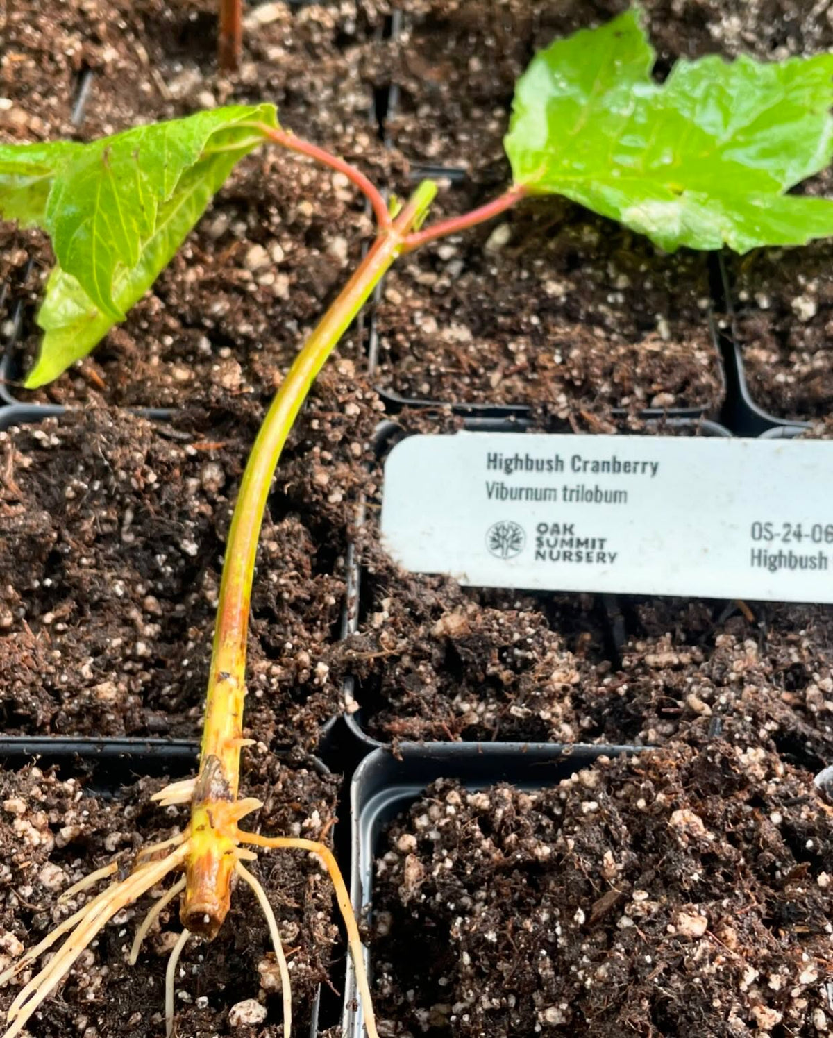 highbush cranberry roots in about a month, that’s the easy part