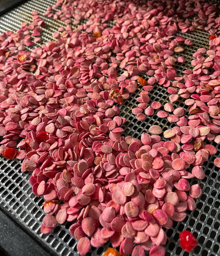 highbush cranberry seeds drying, image 1 of 3