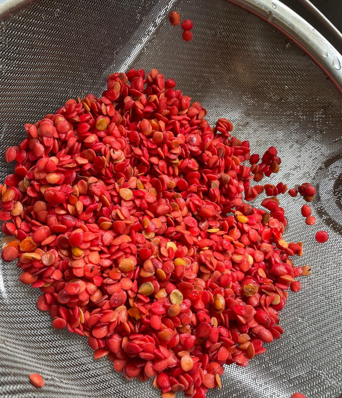 highbush cranberry seeds drying, image 2 of 3