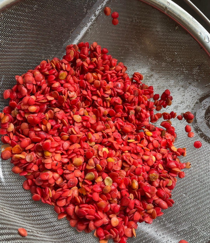 highbush cranberry seeds drying, image 2 of 3