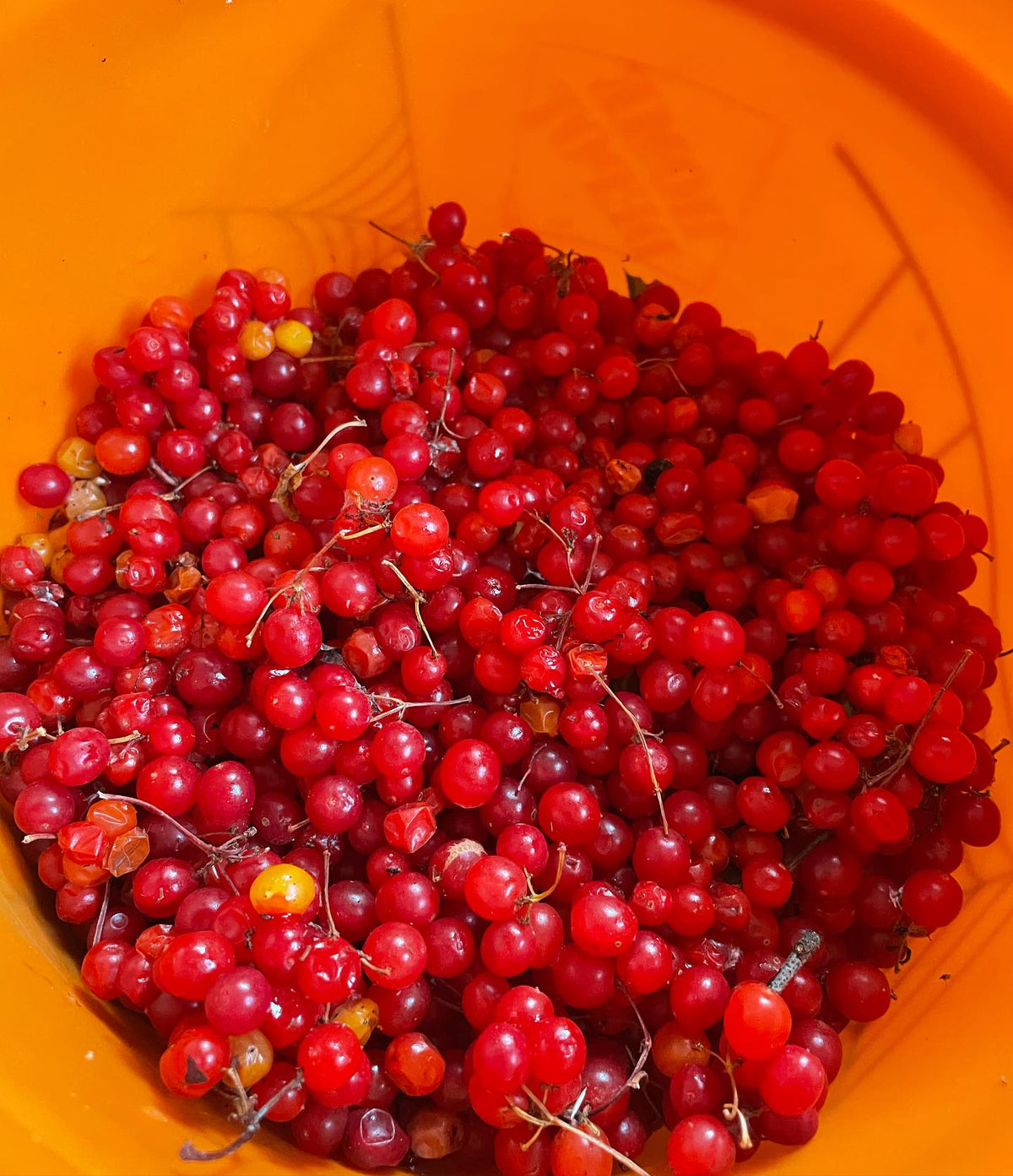 highbush cranberry seeds drying, image 3 of 3