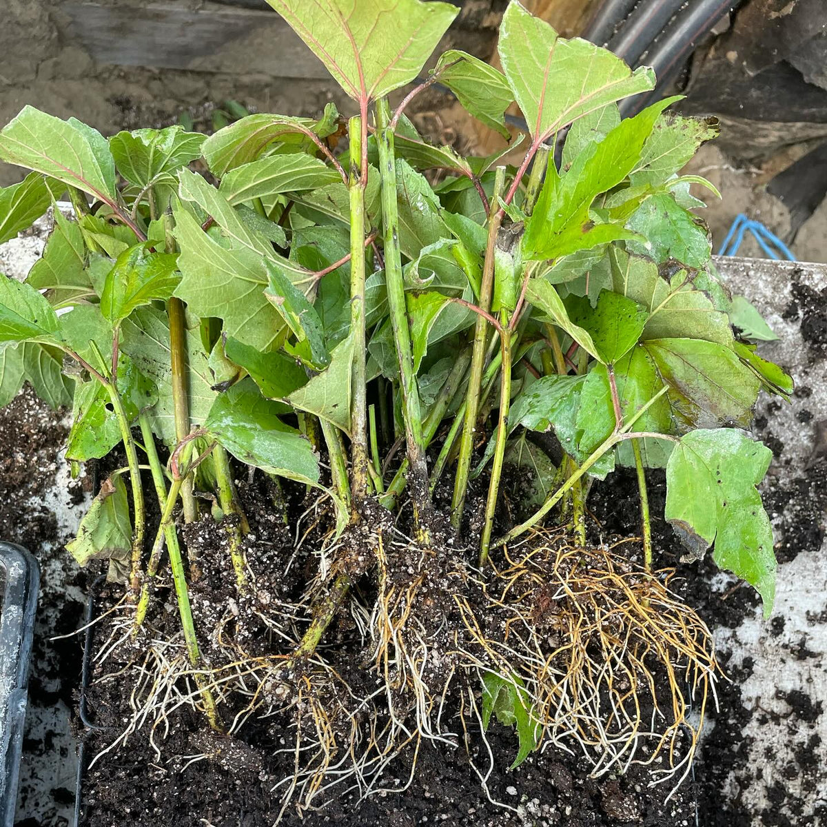 highbush cranberry, Viburnum trilobum at six weeks into rooting