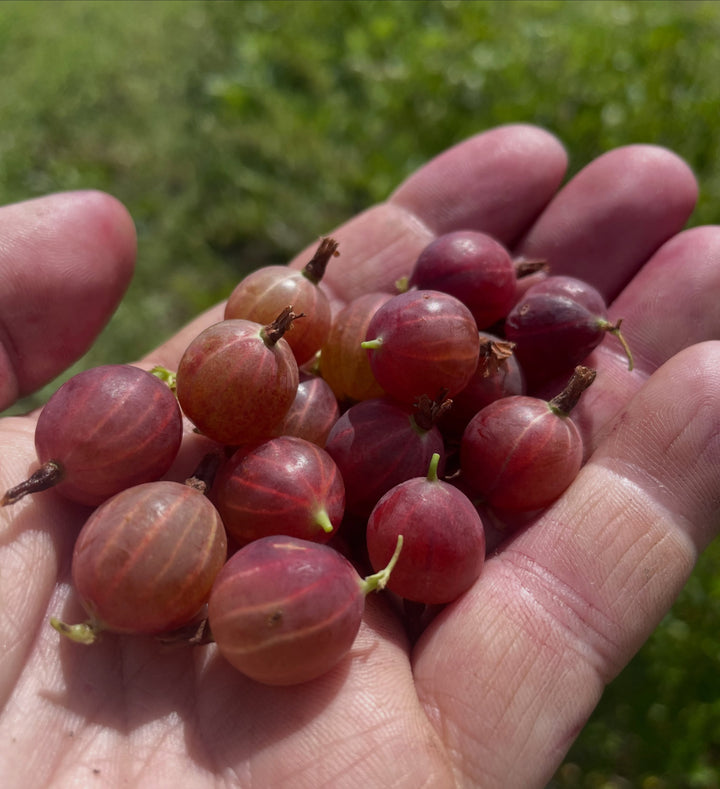 hinnomaki red, image 1 of 5