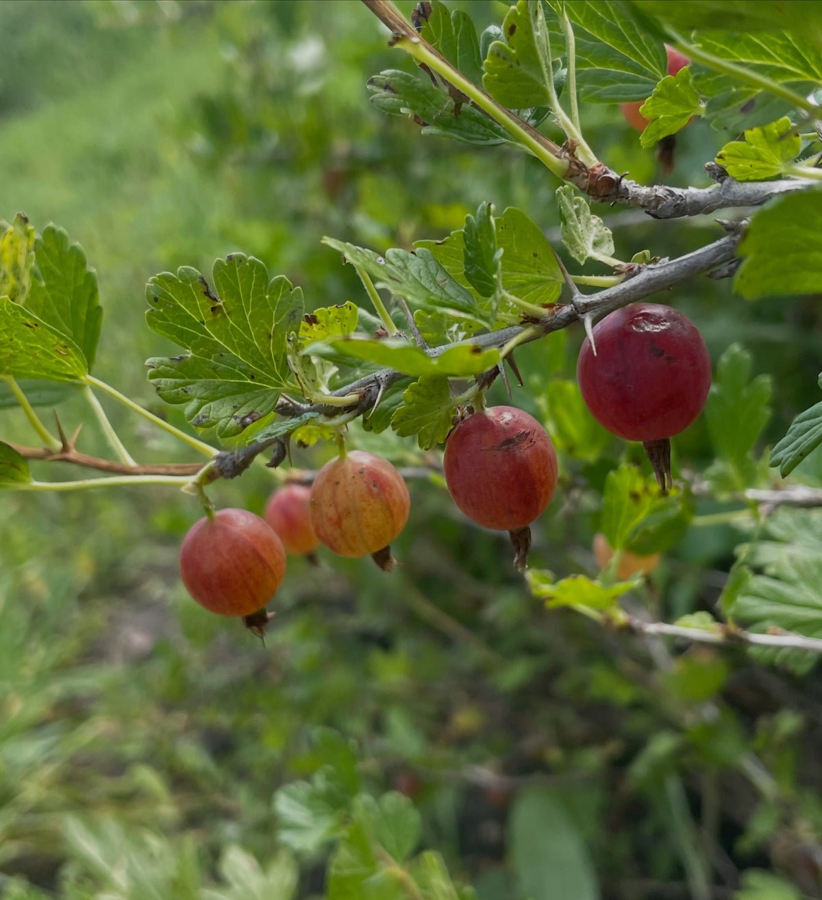 hinnomaki red, image 2 of 5