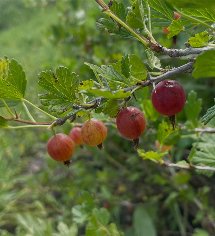 hinnomaki red, image 2 of 5