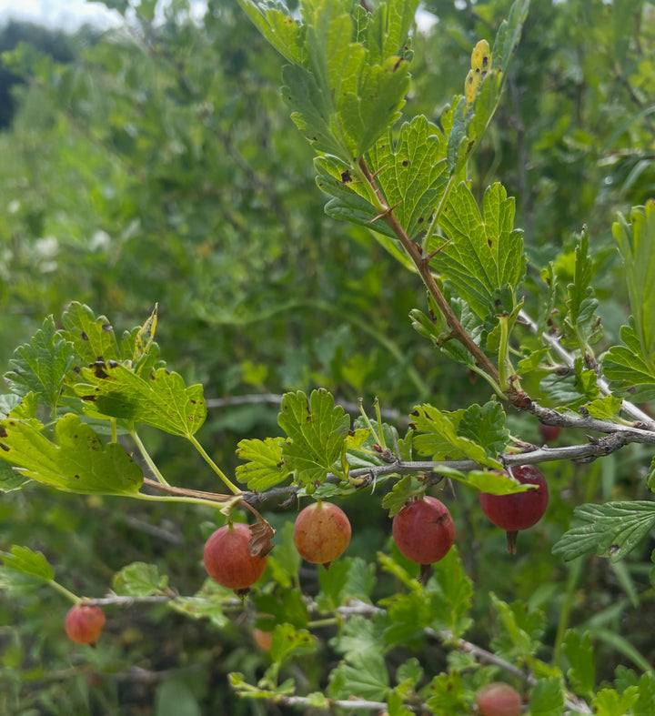 hinnomaki red, image 3 of 5