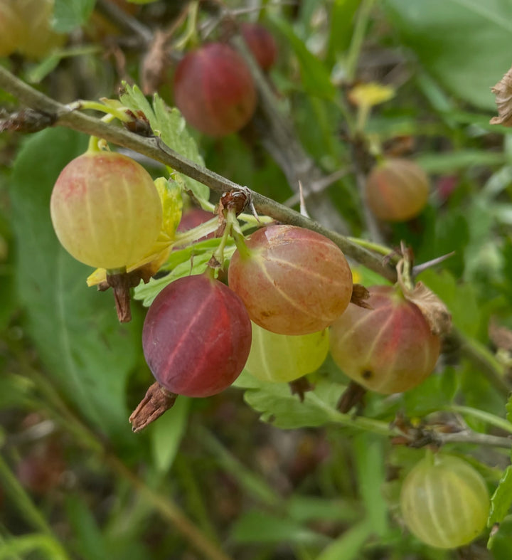 hinnomaki red, image 4 of 5