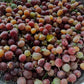 Hinnomaki Red gooseberries for jam