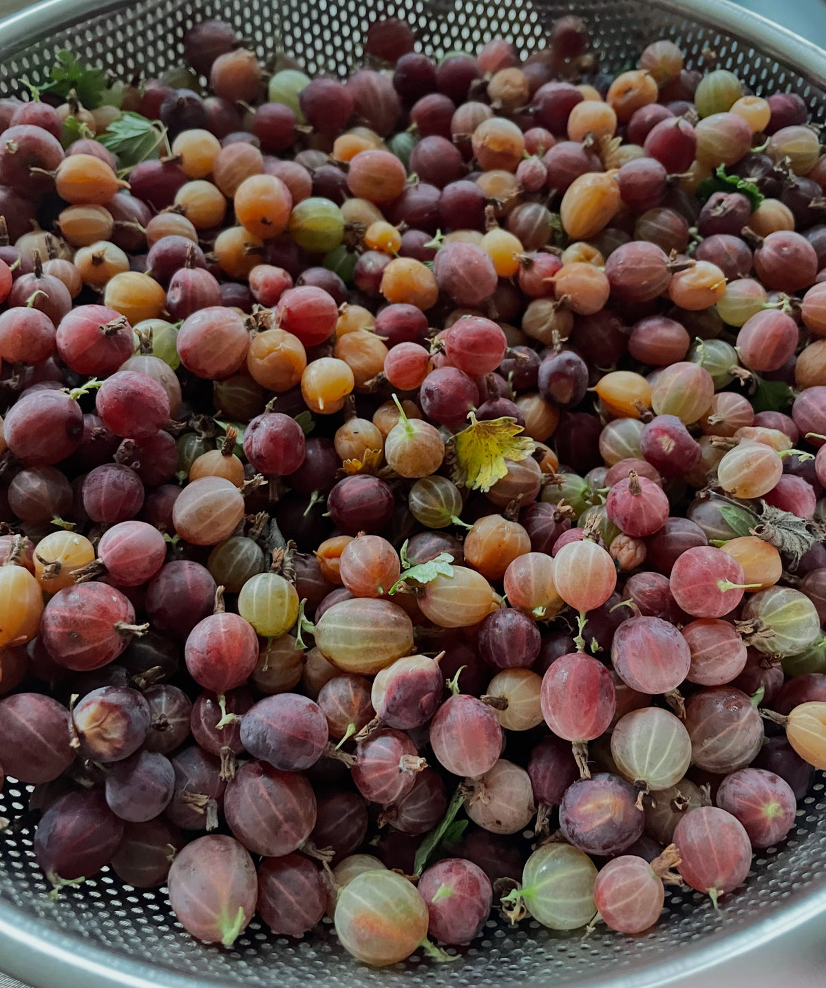 Hinnomaki Red gooseberries for jam