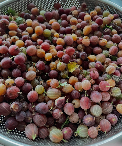 Hinnomaki Red gooseberries for jam