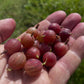 Hinnomaki Red gooseberries held beside the fruiting bush