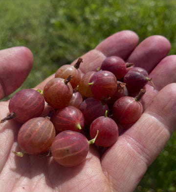 Hinnomaki Red gooseberries held beside the fruiting bush