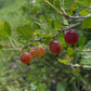 Ripe Hinnomaki Red gooseberries on a thorny branch