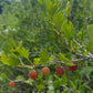 Compact fruiting Hinnomaki Red gooseberry branch