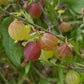 Hinnomaki Red gooseberries at several stages of ripeness