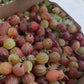 Freshly harvested Hinnomaki Red gooseberries