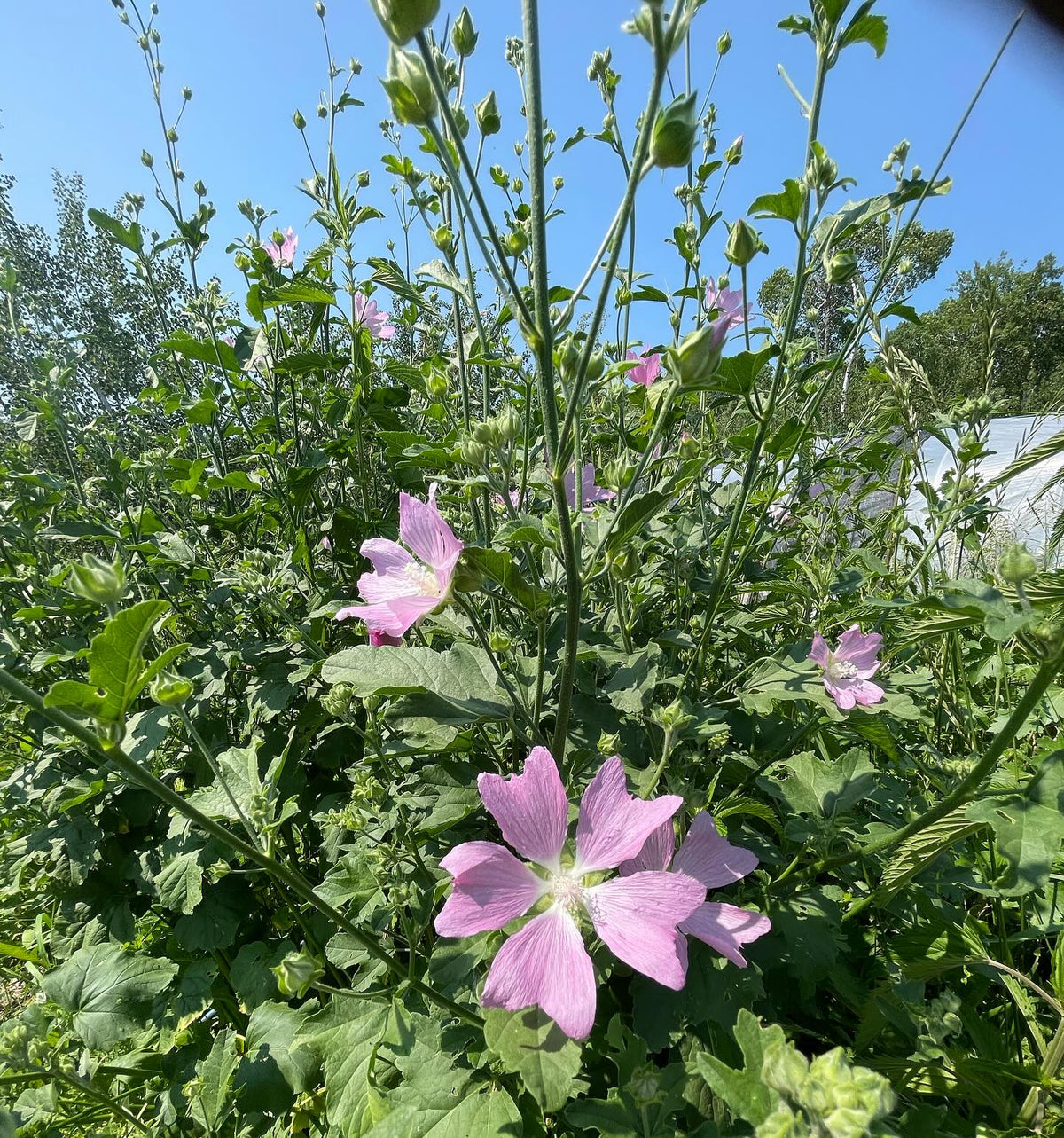 hollyhock mallow (think I have the ID right but google says they top out at 4 ft) this one is a large herbaceous, image 1 of 4