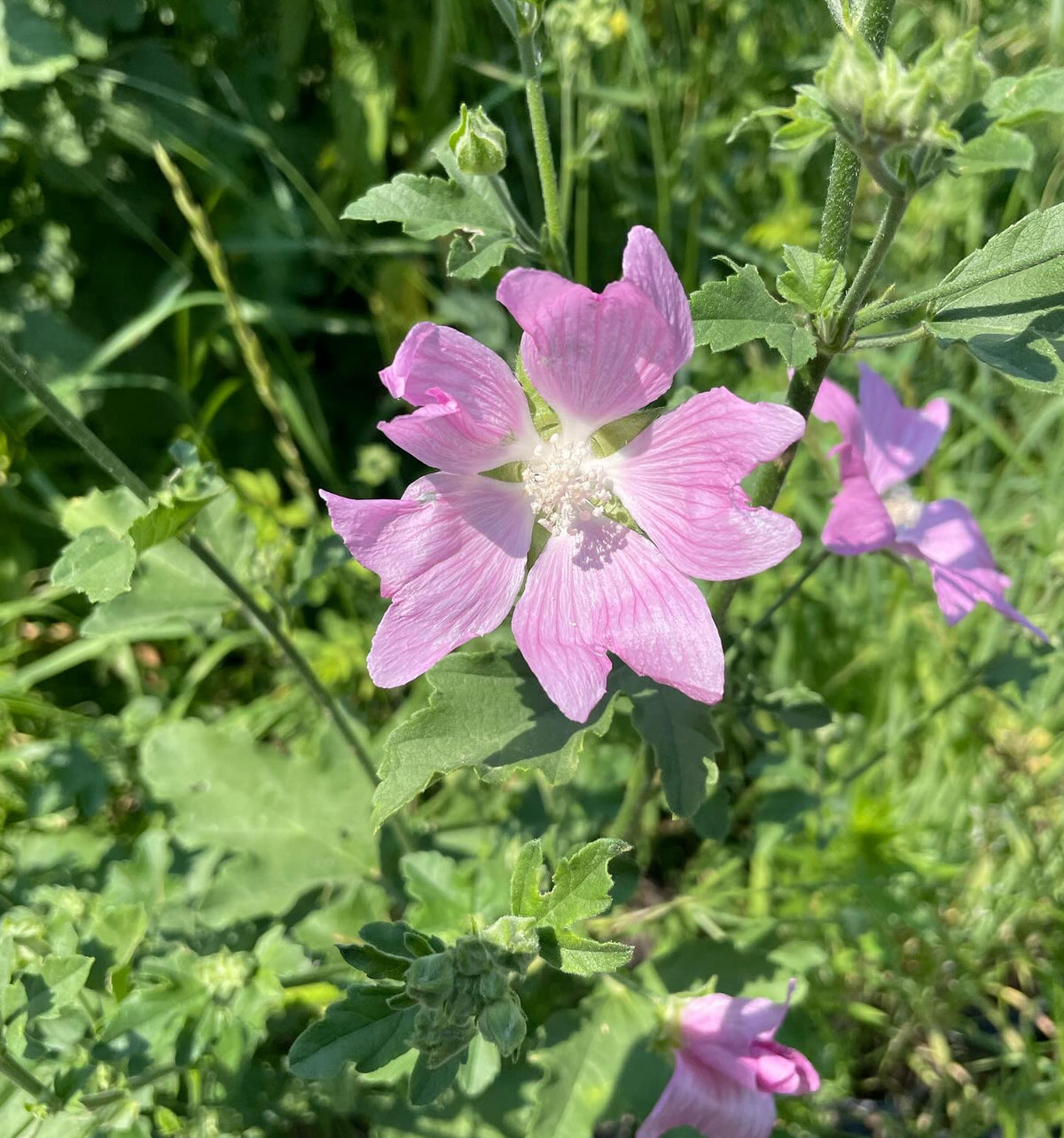 hollyhock mallow (think I have the ID right but google says they top out at 4 ft) this one is a large herbaceous, image 2 of 4